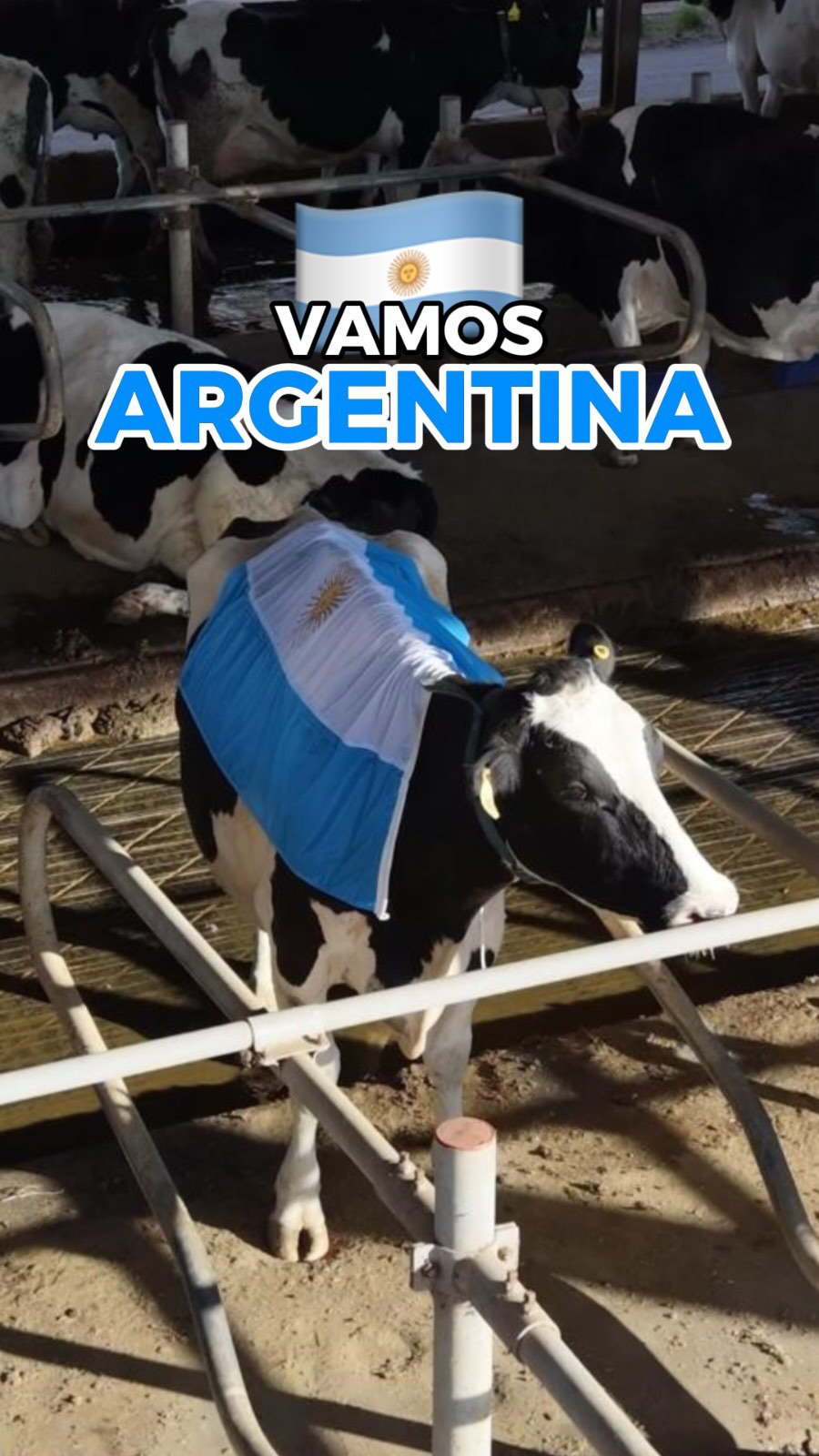 Alentando desde el campo